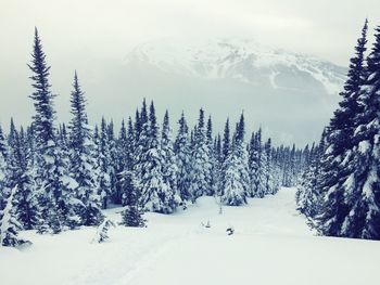 Trees on snow covered land against mountains