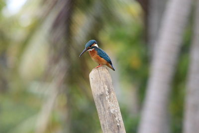 Close-up of bird perching on tree