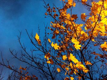 Low angle view of yellow tree against blue sky