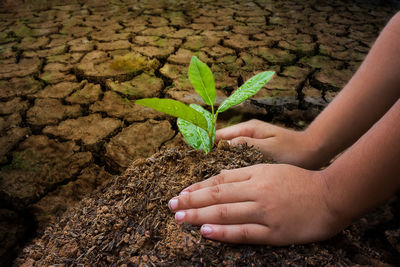 Cropped hands of child sapling plants