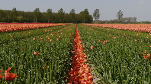 Scenic view of flowering field against sky