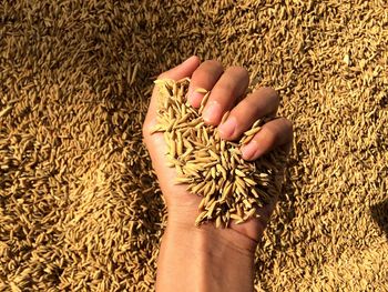 Cropped hand of person holding grains