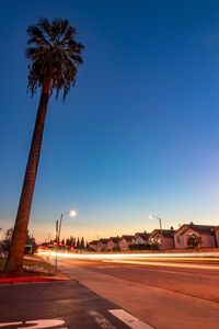 Palm trees by road against blue sky