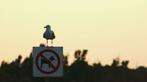 Bird perching on wooden post against clear sky