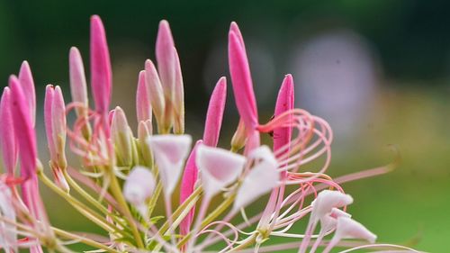 Close-up of pink flower buds