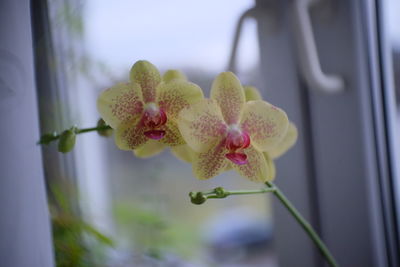 Close-up of orchids on window