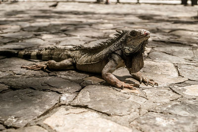 Close-up of lizard on rock