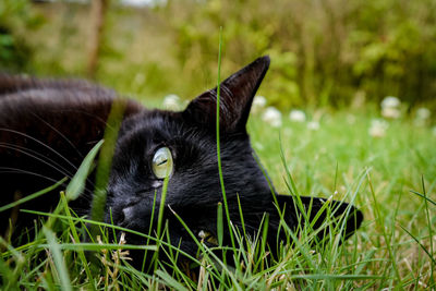 Black cat lying on grass