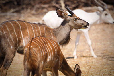 Oryxes on field