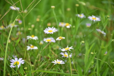 Close-up of white flowering plants on field