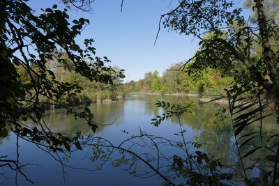 Scenic view of lake in forest against clear sky