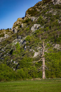 Scenic view of pine trees against sky