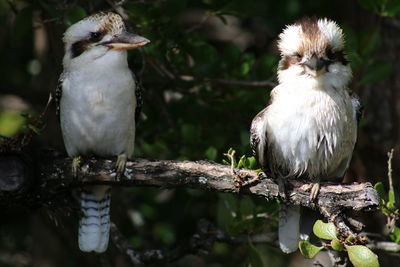 Close-up of birds perching on branch