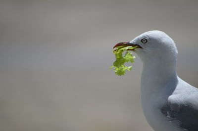 Close-up of bird