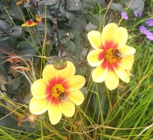 Close-up of yellow flowers blooming outdoors