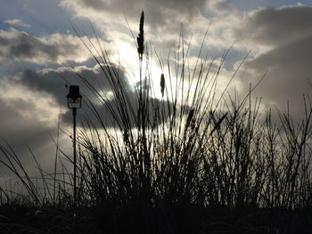 Low angle view of silhouette plants on field against sky