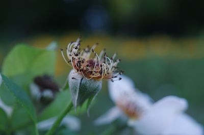 Close-up of insect on flower