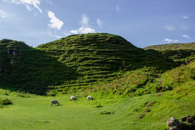 Cone-shaped hills of the fairy glen with sheep, scotland, uk