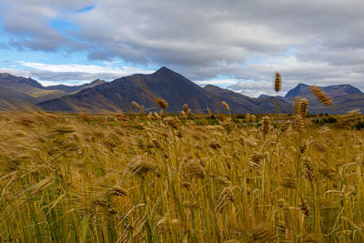 Scenic view of agricultural field against sky