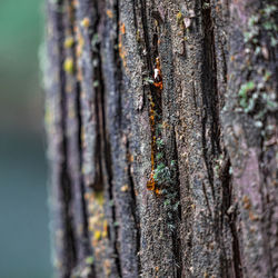 Close-up of lizard on tree trunk