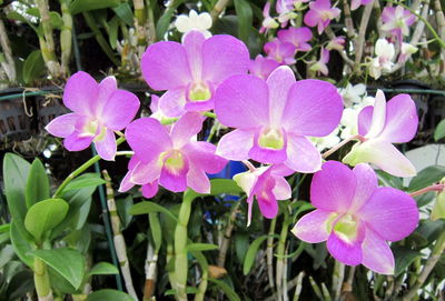 Close-up of pink flowers