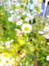 Close-up of white flowers blooming outdoors