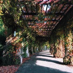 Walkway amidst trees during autumn