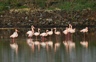 Flock of birds in water