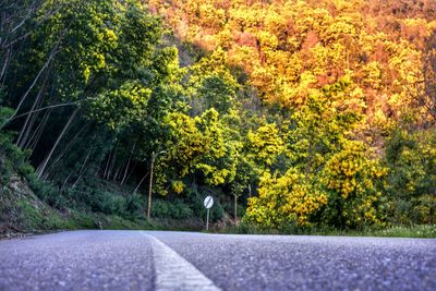 Road amidst trees in forest during autumn