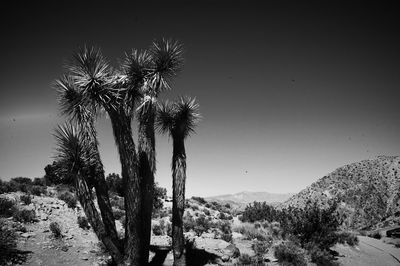 Palm trees in desert against sky