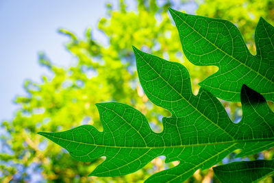 Close-up of green leaves