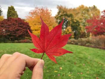 Close-up of hand holding maple leaf during autumn
