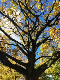Low angle view of trees