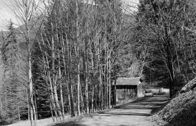 Empty road amidst trees and plants in forest