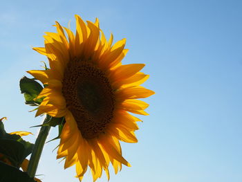 Low angle view of sunflower against clear sky