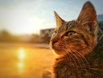 Close-up of ginger cat against sky