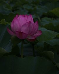 Close-up of pink water lily in lake