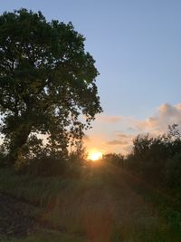 Trees on field against sky during sunset