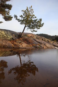 Tree by lake against sky