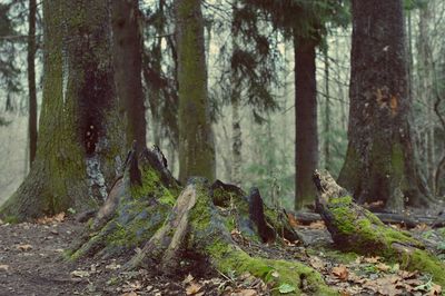 Pine trees in forest