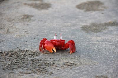 High angle view of crab on sand