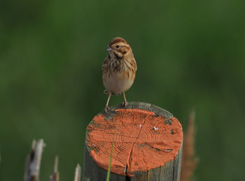 Close-up of bird perching on log