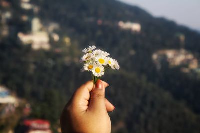 Close-up of hand holding flowering plant