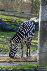animal