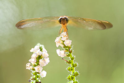 Beatiful dragonfly on unique plants