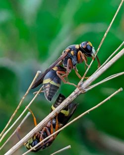Close-up of insect on plant