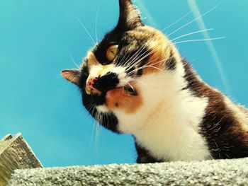 Close-up of cat by water against sky