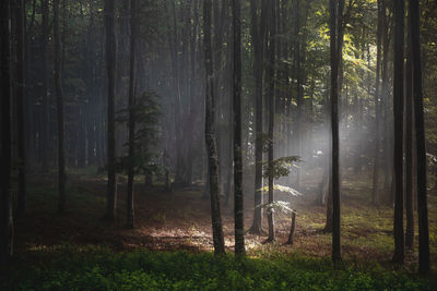 Trees in forest