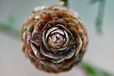 Close-up of spiral outdoors
