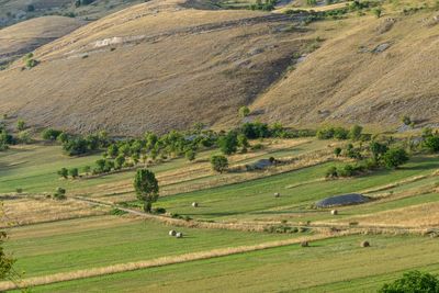 Scenic view of agricultural field